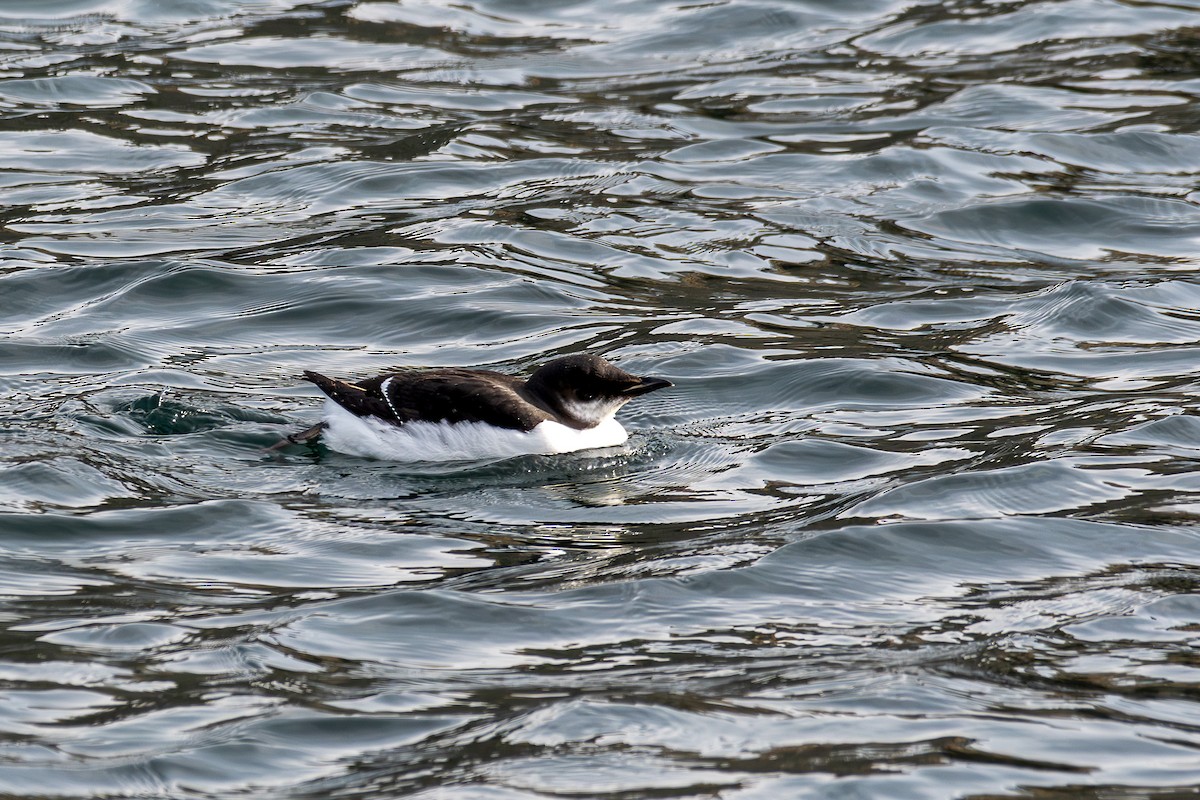 Thick-billed Murre - ML629190322