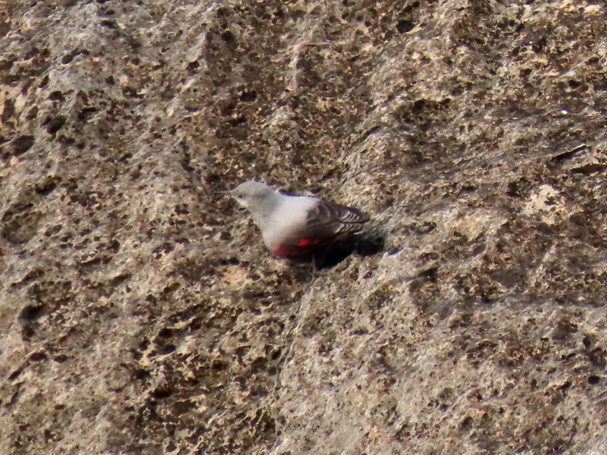 Wallcreeper - ML629190378
