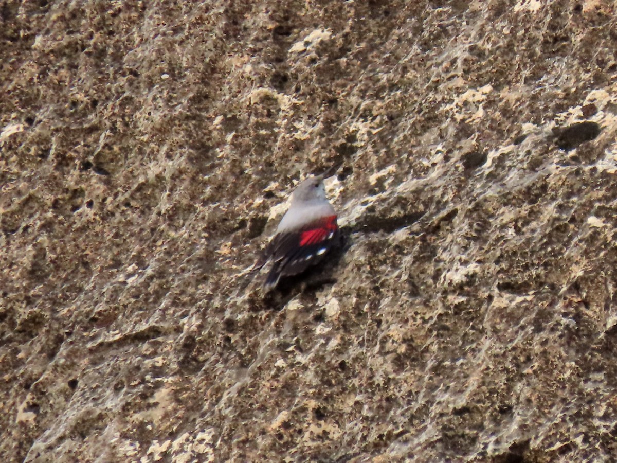 Wallcreeper - ML629190379