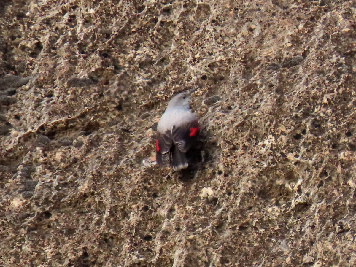 Wallcreeper - ML629190380
