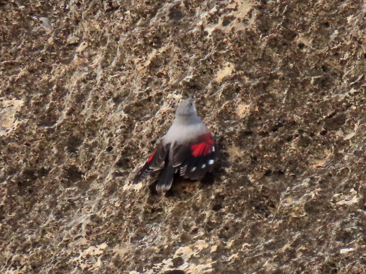 Wallcreeper - ML629190381