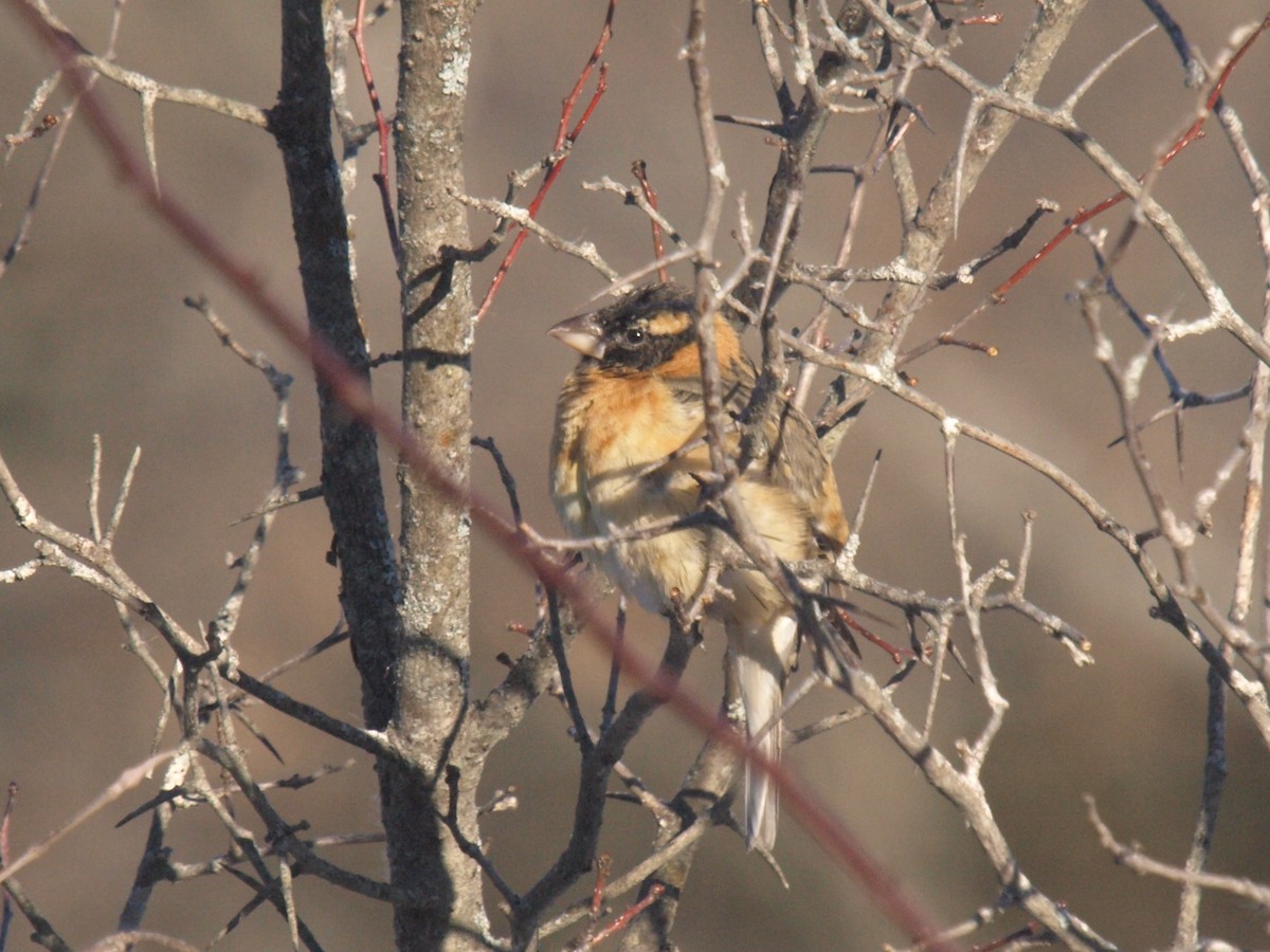 Black-headed Grosbeak - ML629190383