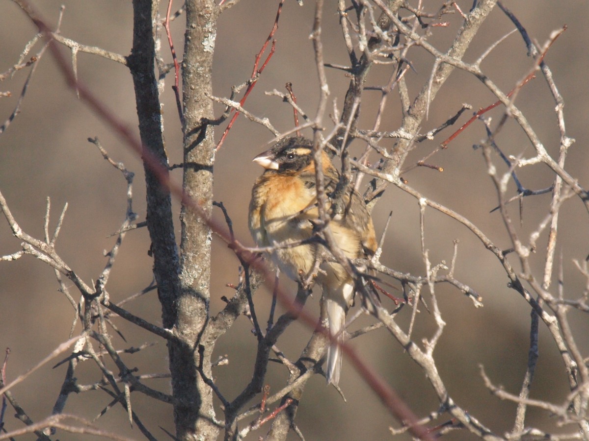 Black-headed Grosbeak - ML629190384