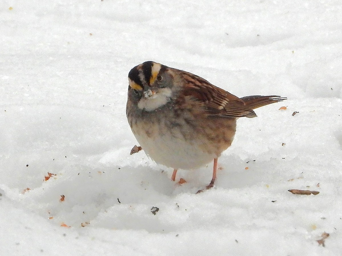 White-throated Sparrow - ML629190407