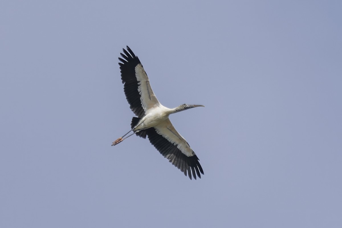 Wood Stork - ML629190950