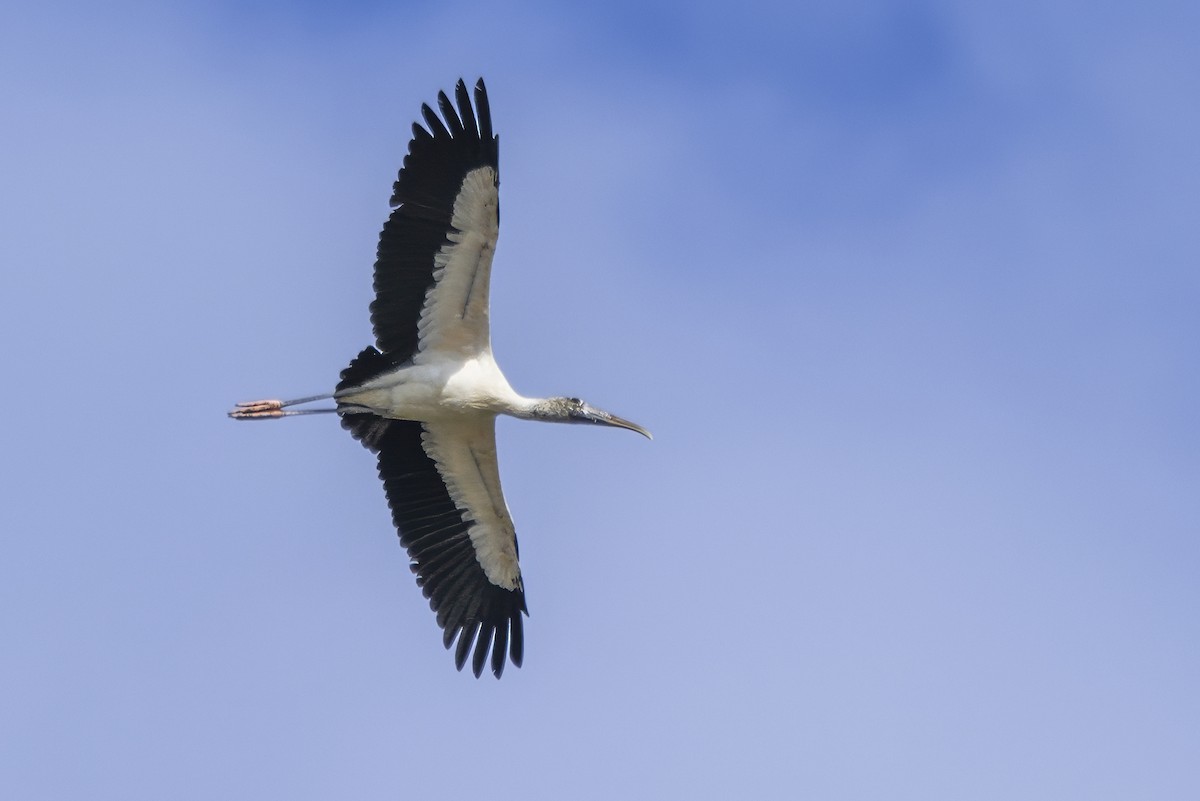 Wood Stork - ML629190961
