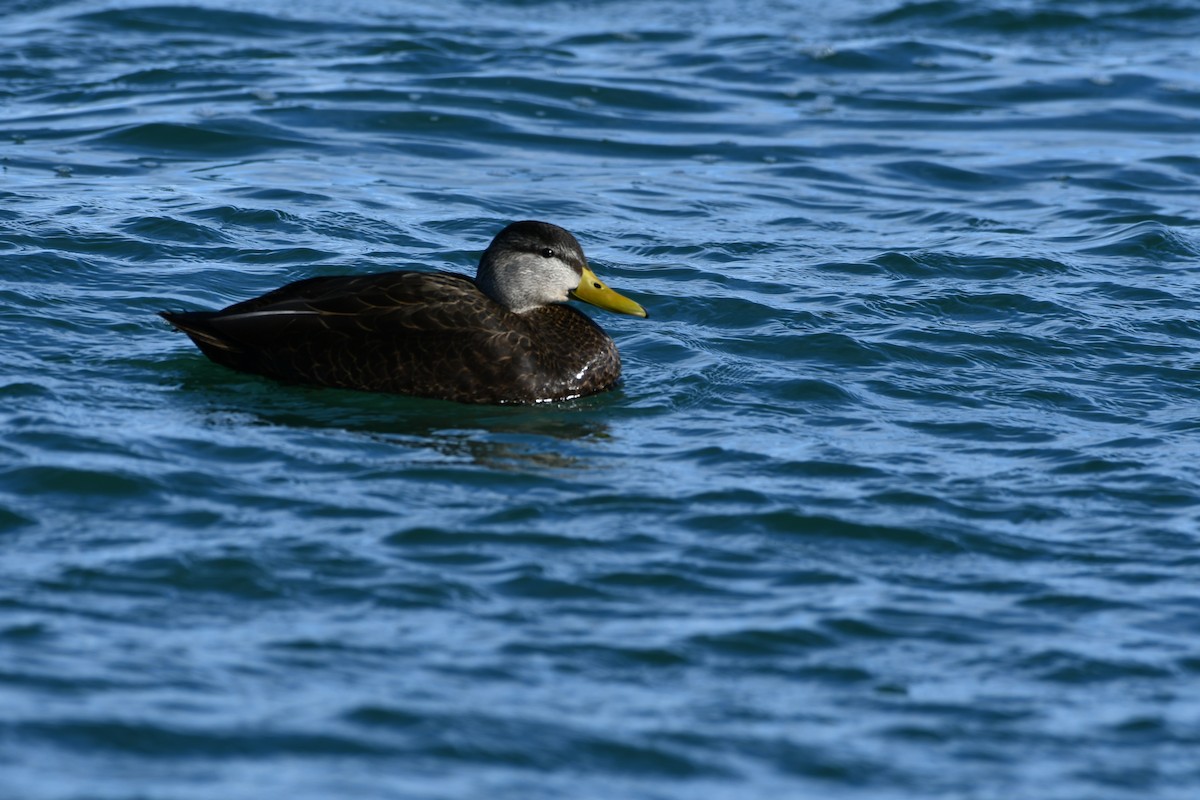 American Black Duck - ML629191096