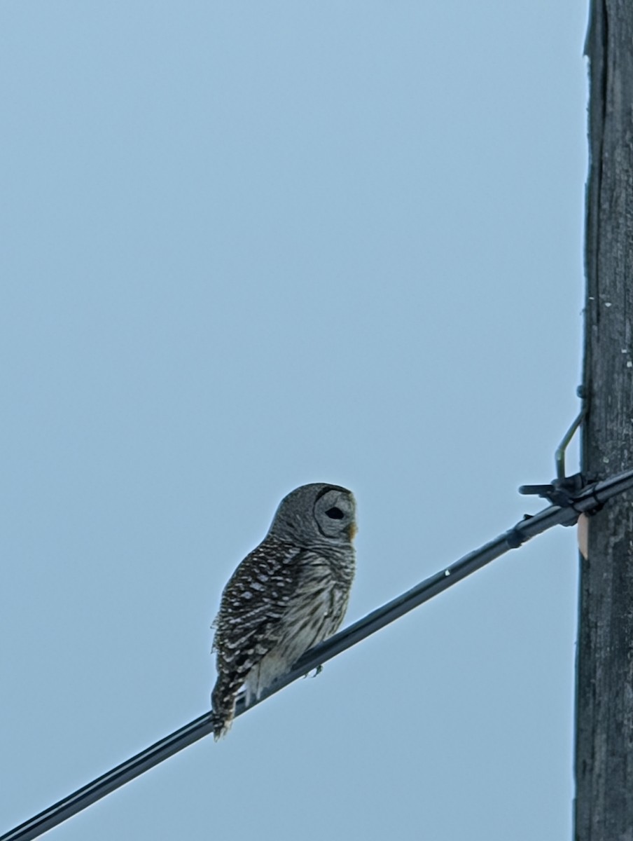 Barred Owl - ML629191166