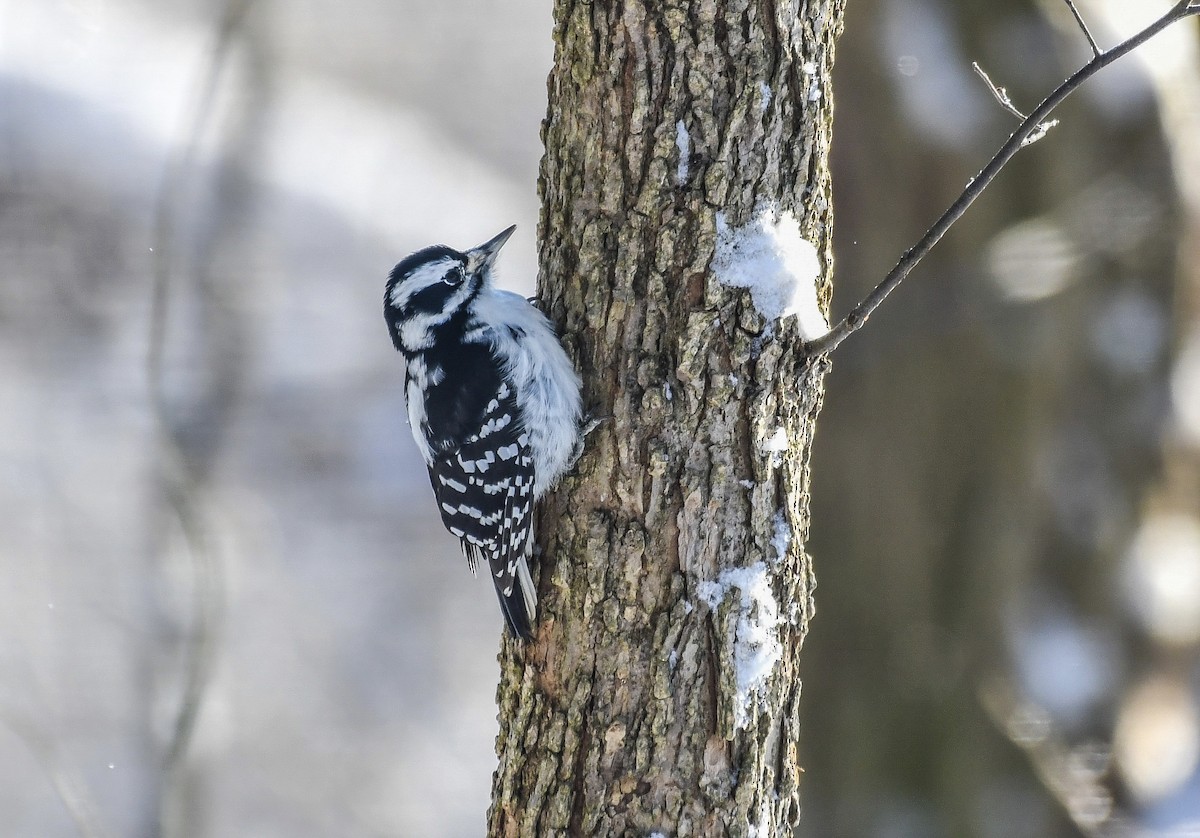 Hairy Woodpecker - ML629191377