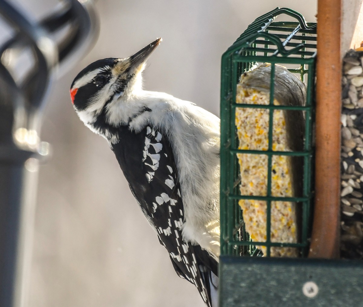 Hairy Woodpecker - ML629191378