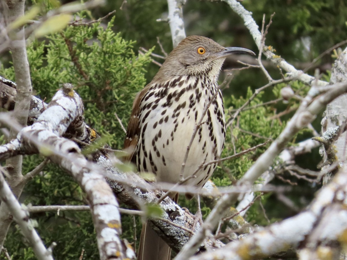 Long-billed Thrasher - ML629191438