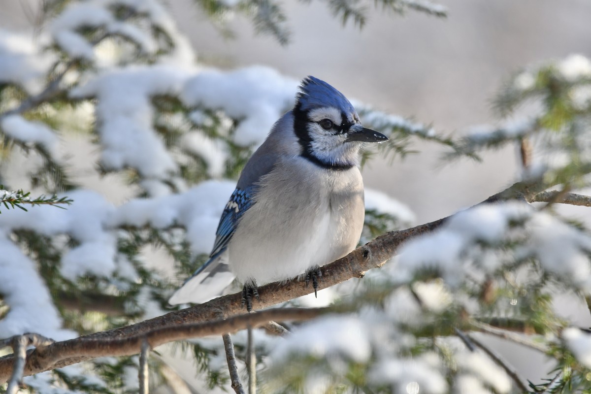 Blue Jay - ML629191461