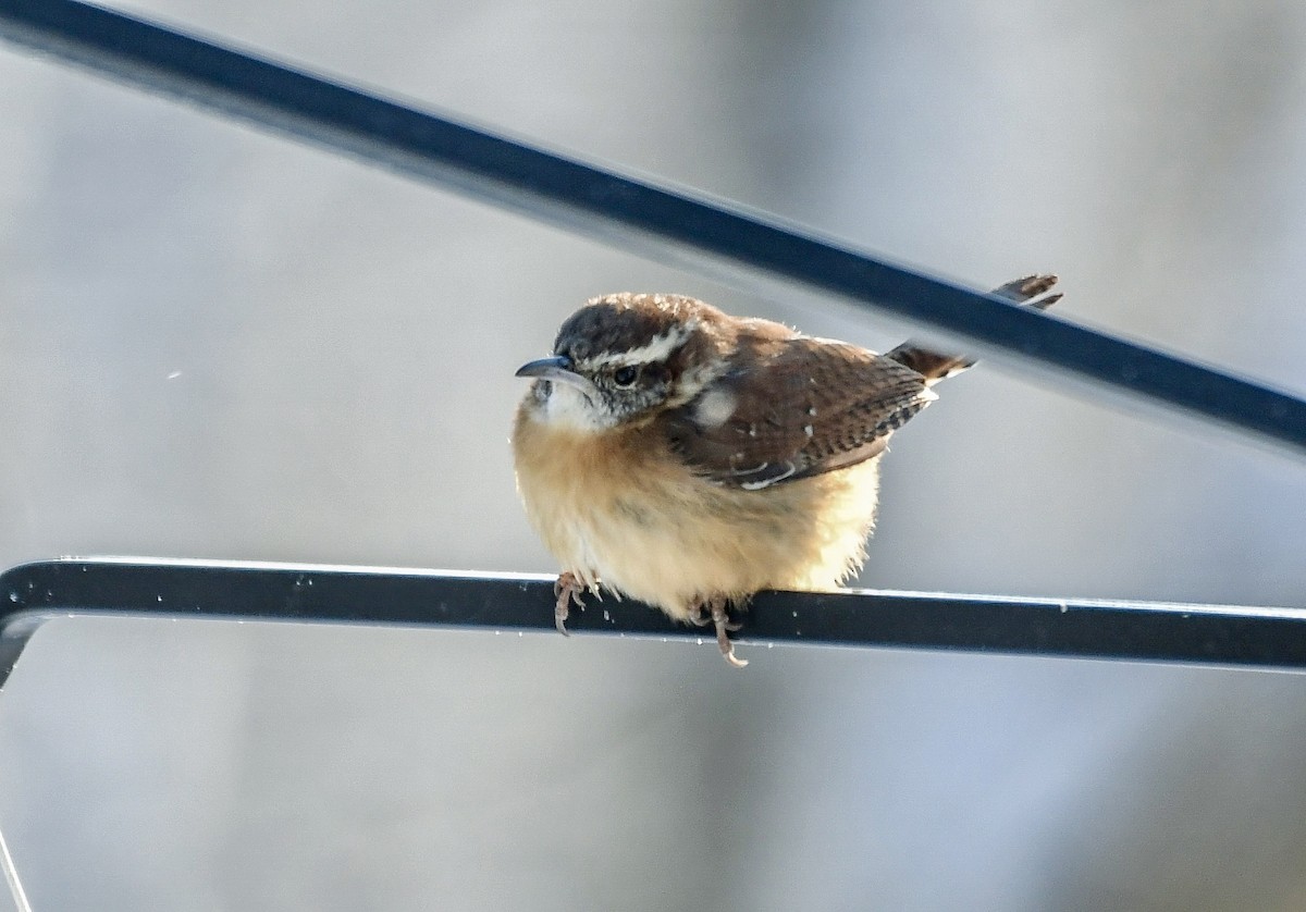 Carolina Wren - ML629191485