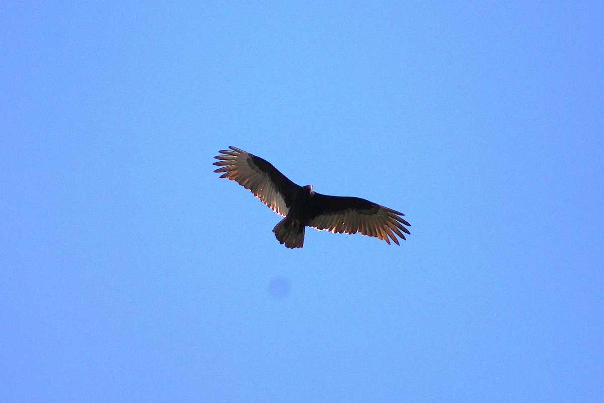 Turkey Vulture - ML629191525