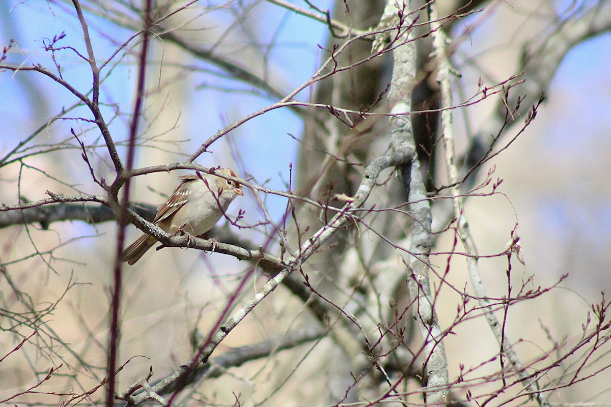 White-crowned Sparrow - ML629191533