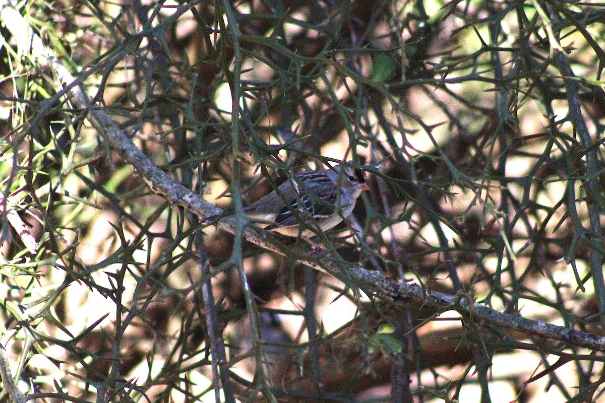 White-crowned Sparrow - ML629191534