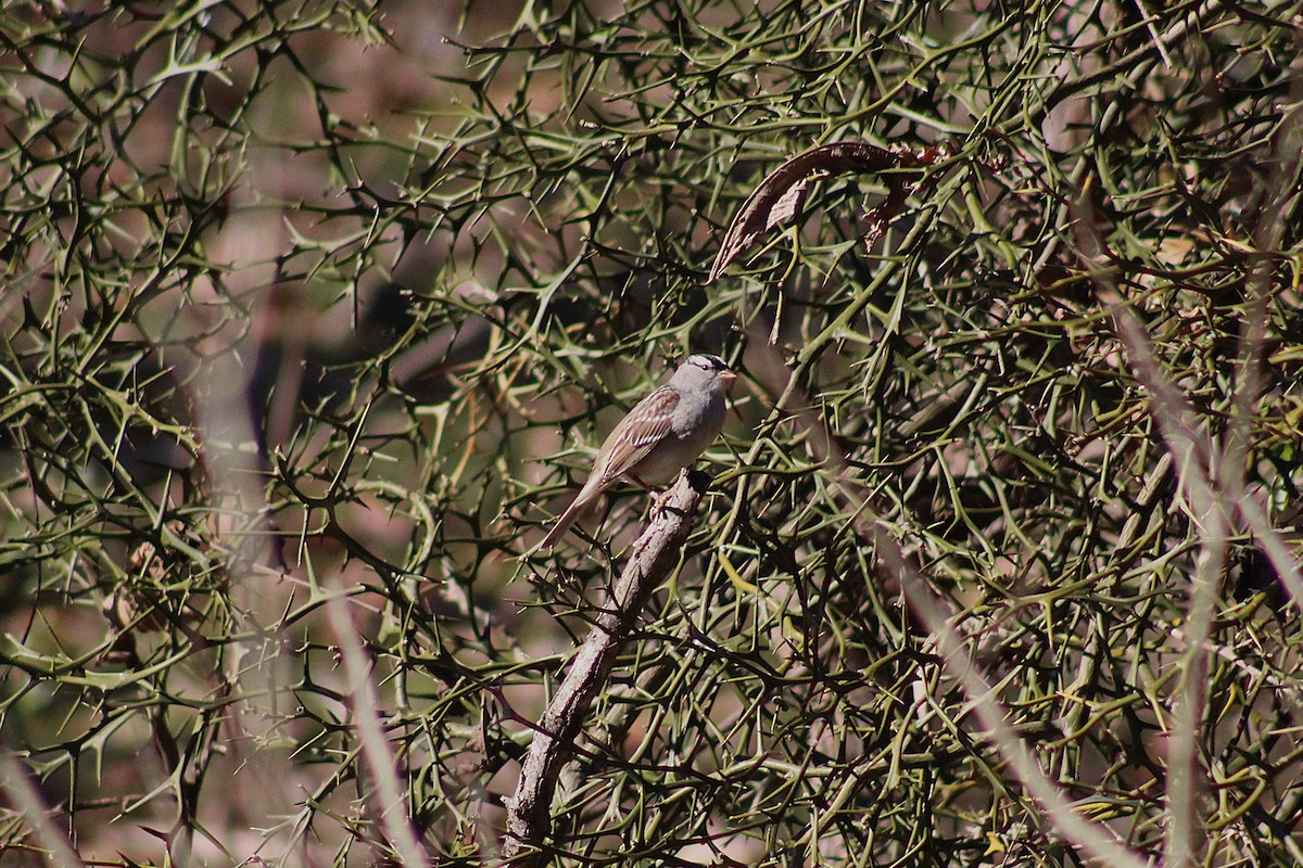 White-crowned Sparrow - ML629191542