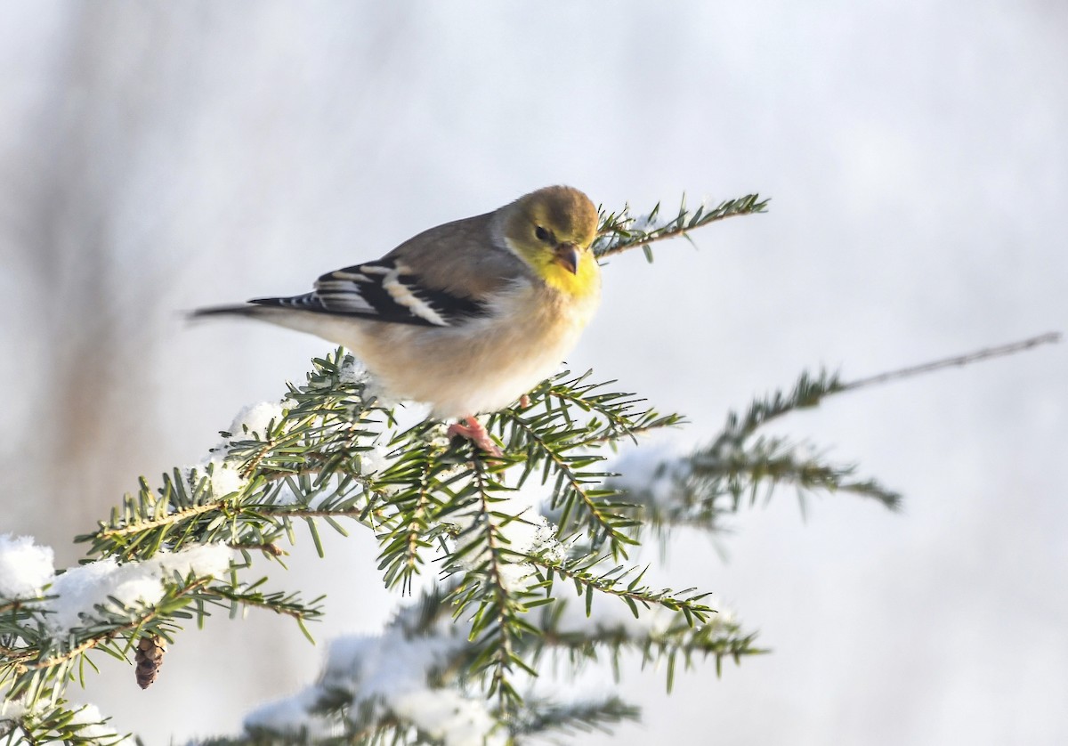 American Goldfinch - ML629191544