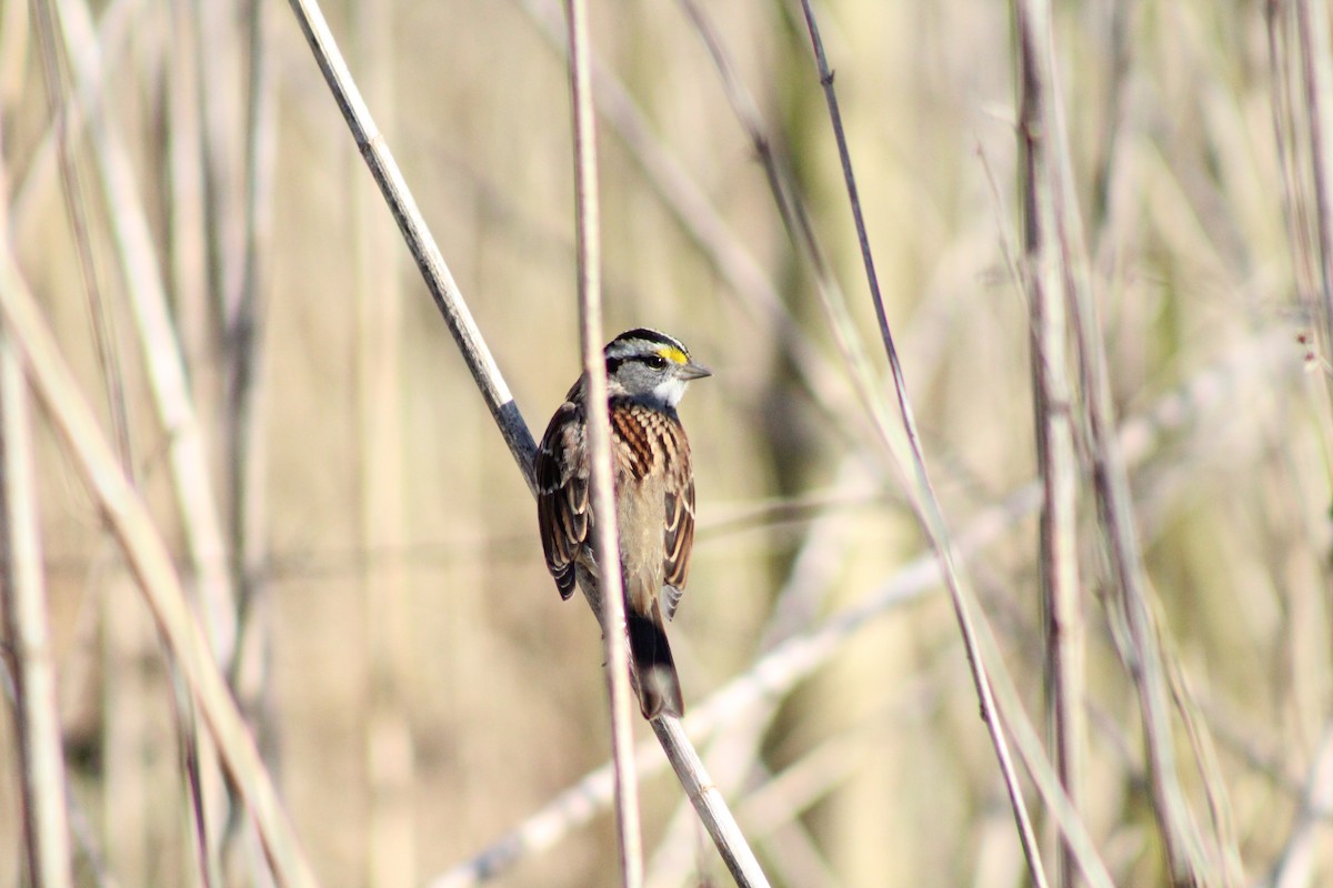 White-throated Sparrow - ML629191567