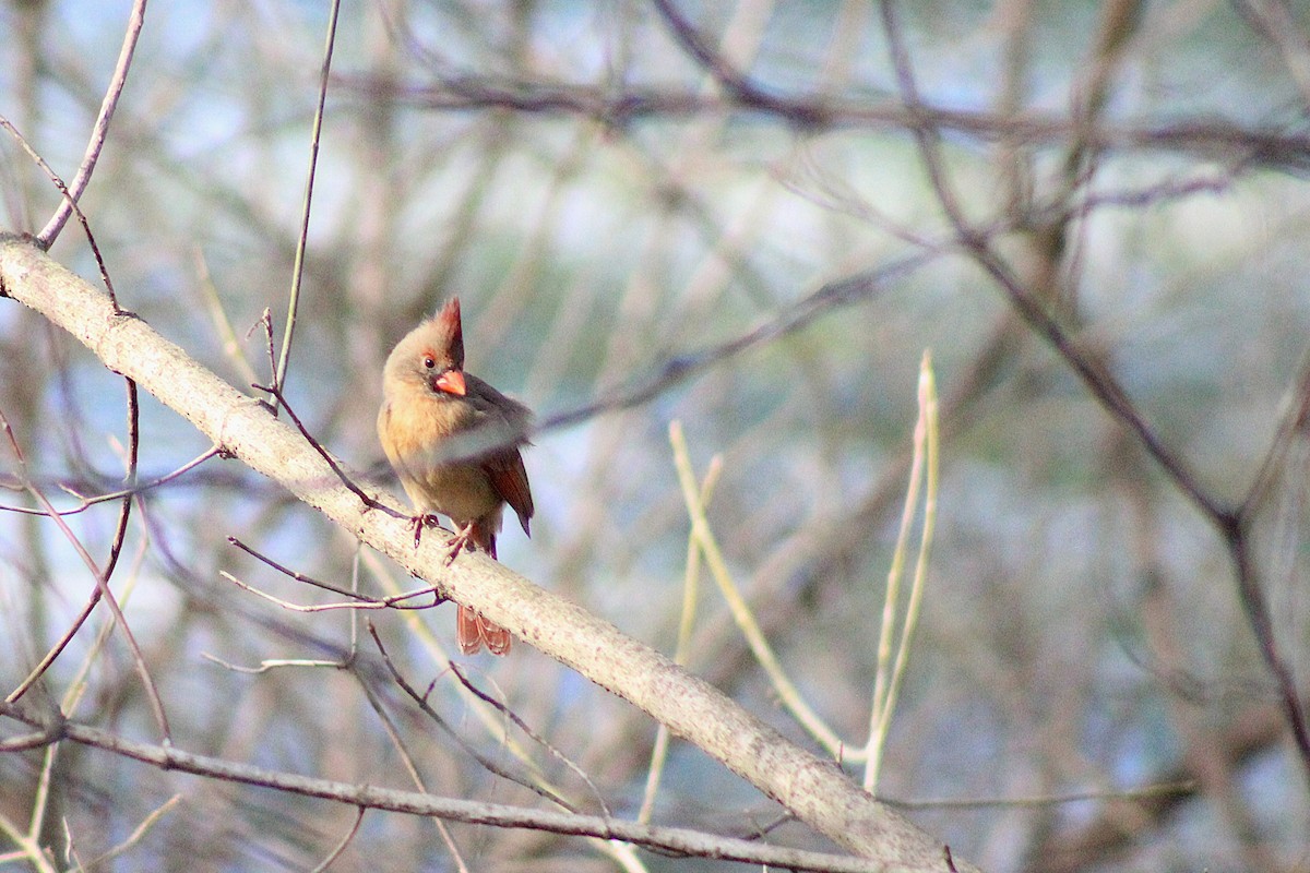 Northern Cardinal - ML629191573
