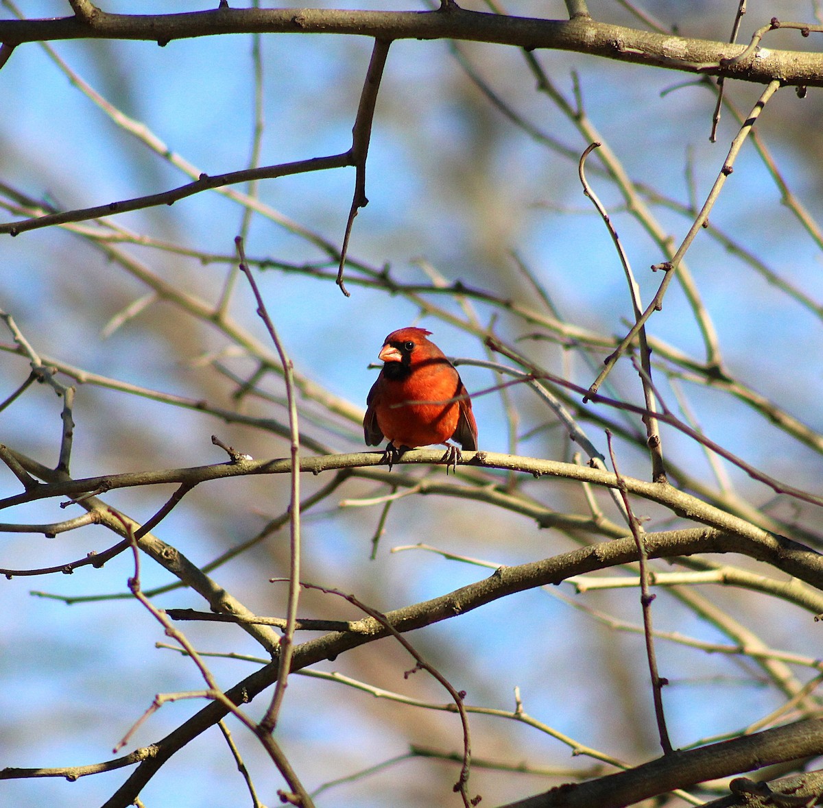 Northern Cardinal - ML629191589