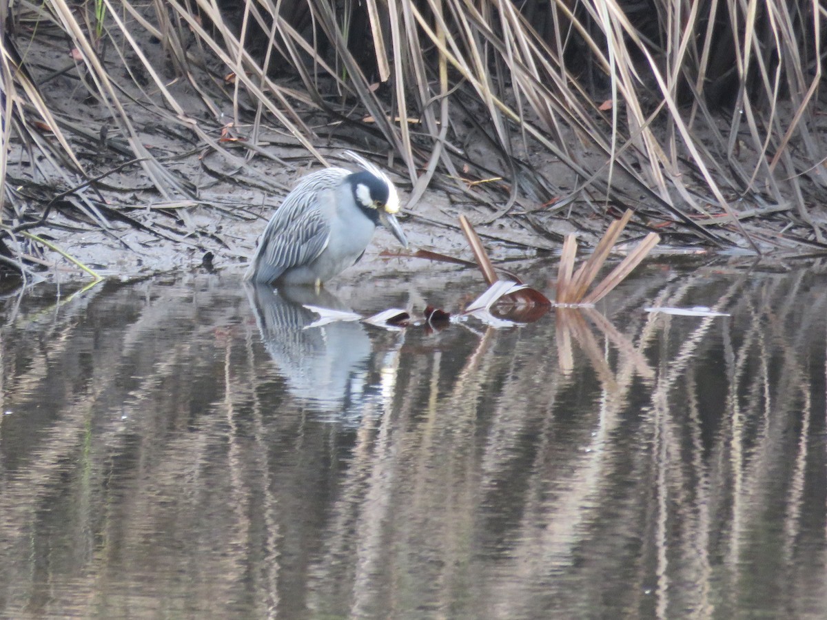 Yellow-crowned Night Heron - ML629191712