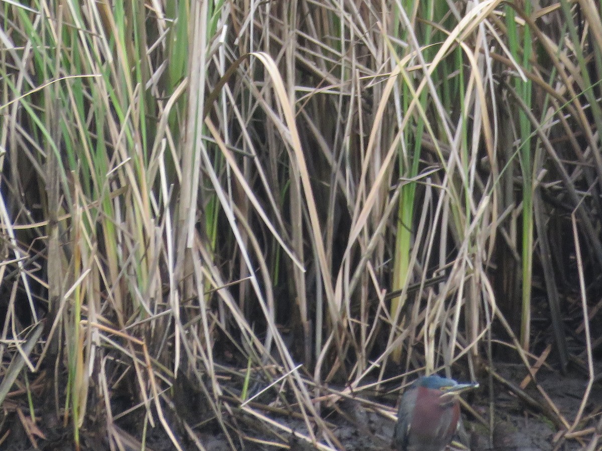 Green Heron - ML629191789