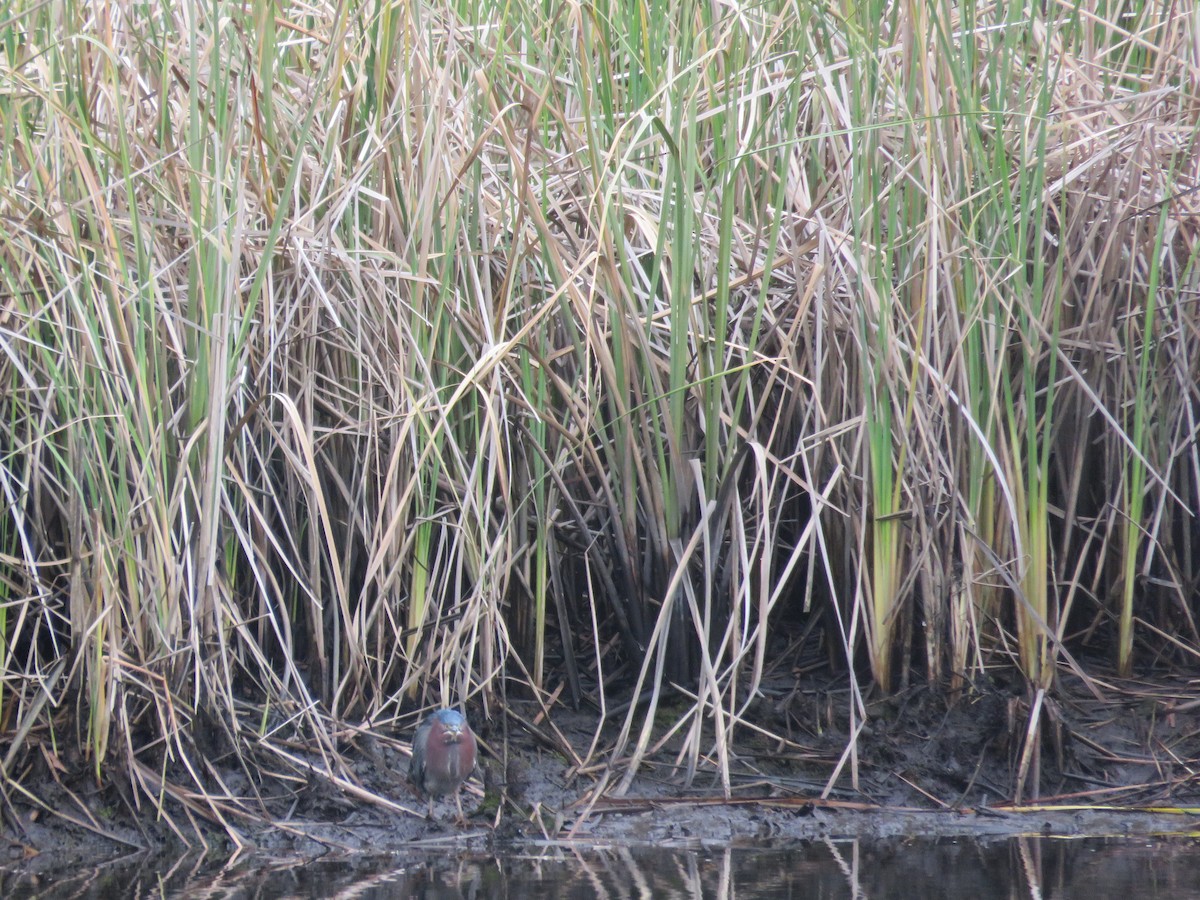 Green Heron - ML629191790