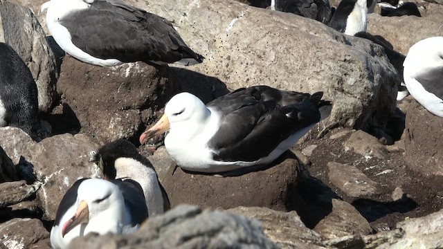 Albatros à sourcils noirs - ML629192103