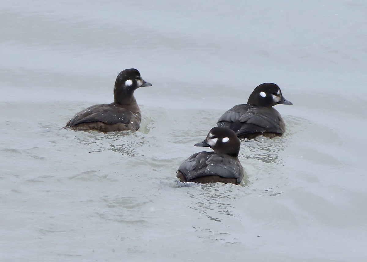 Harlequin Duck - ML629192777