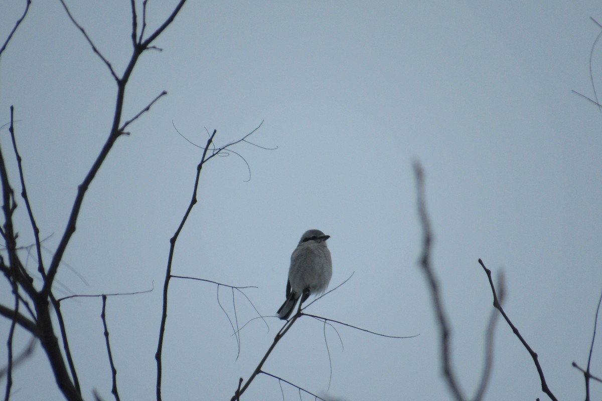 Northern Shrike - ML629192806