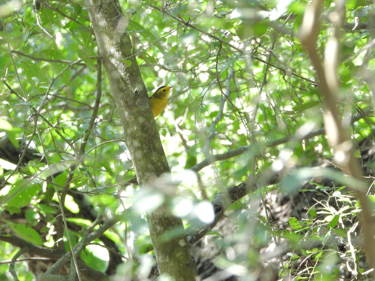 Wilson's Warbler - ML629192944