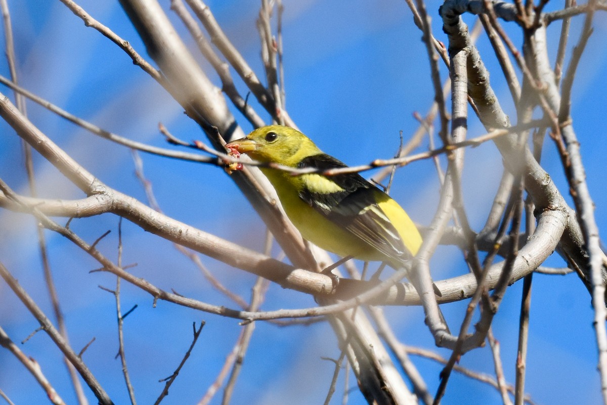 Western Tanager - ML629192971