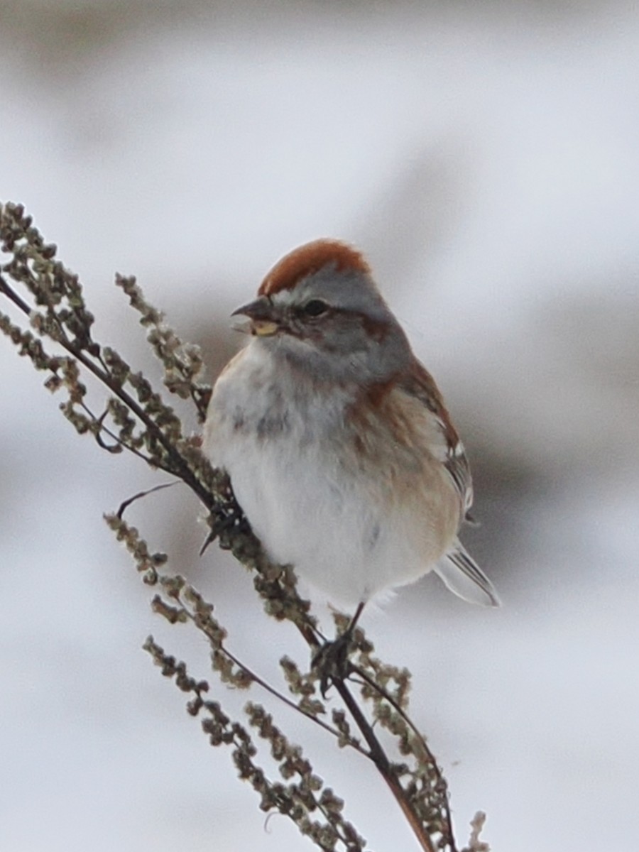 American Tree Sparrow - ML629193008