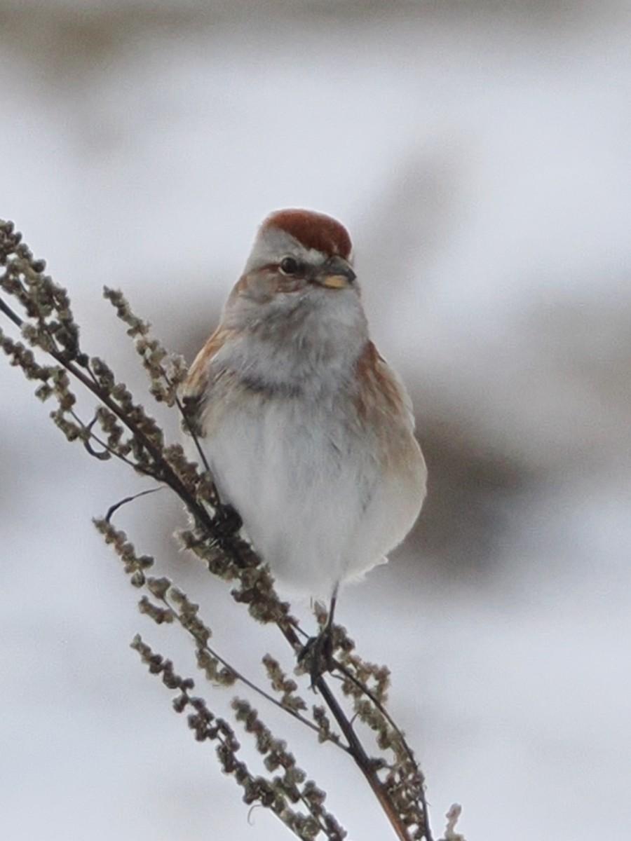 American Tree Sparrow - ML629193009