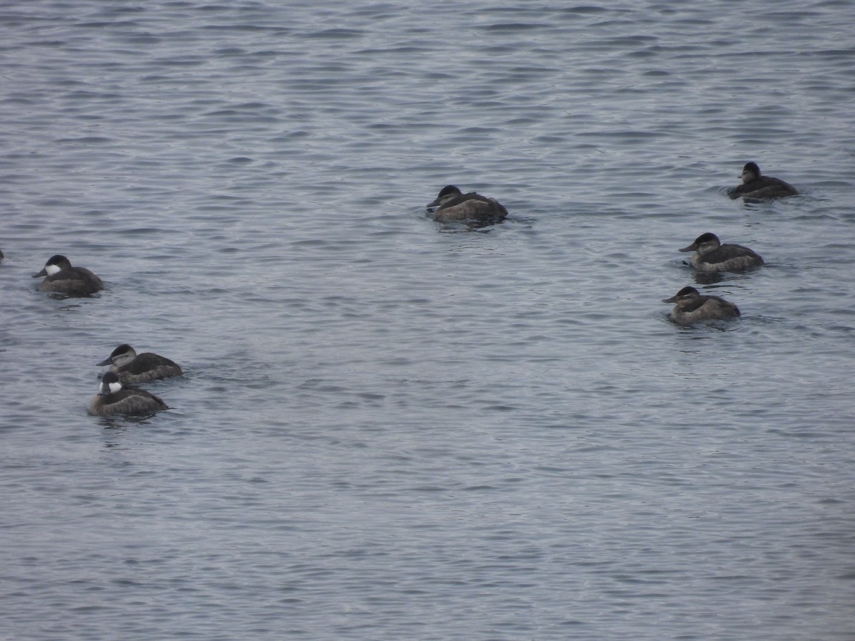 Ruddy Duck - ML629193019