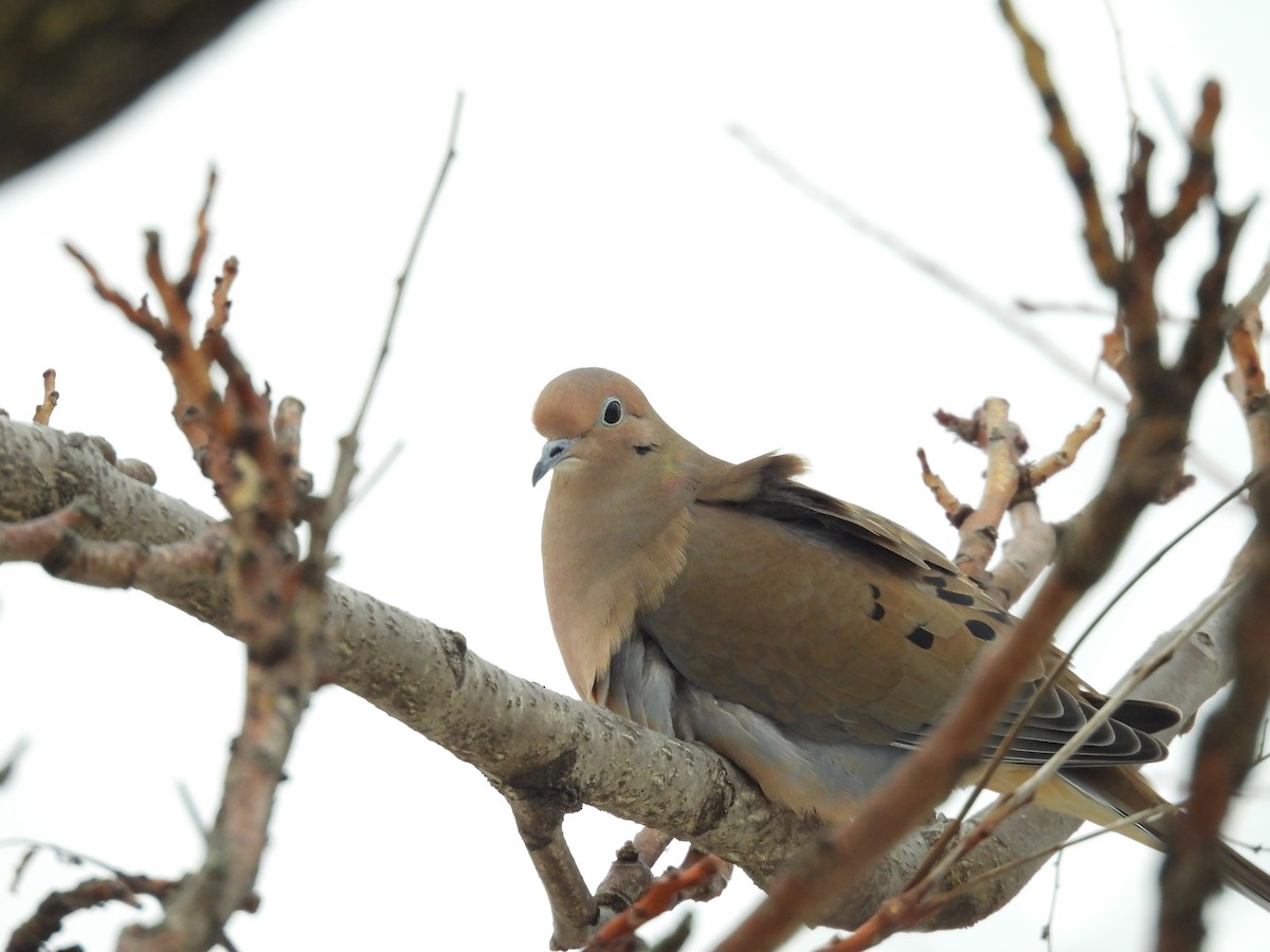 Mourning Dove - ML629193027