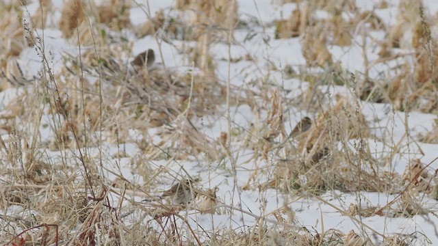Savannah Sparrow - ML629193032