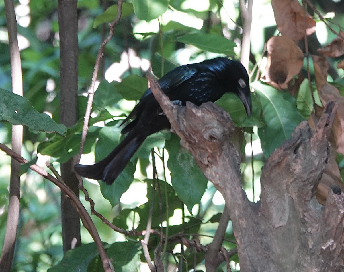 Hair-crested Drongo (Javan) - ML629193398