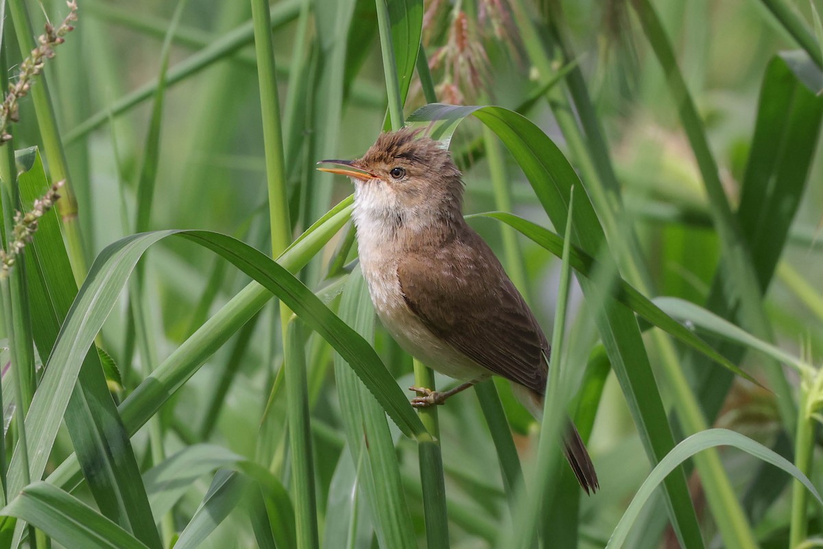 rørsanger (baeticatus gr.) - ML629193471