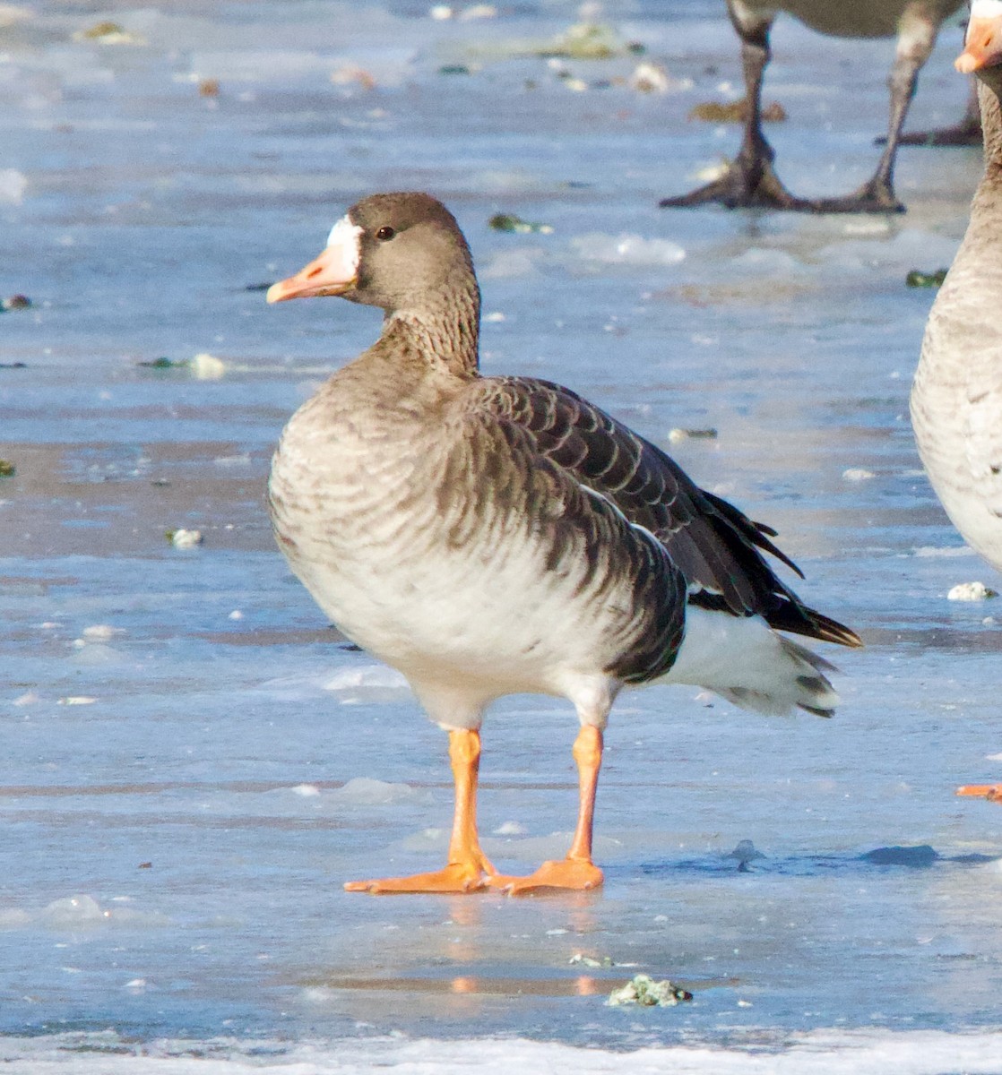 Greater White-fronted Goose - ML629193614