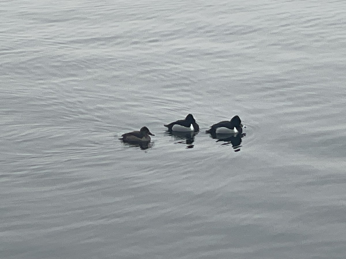 Ring-necked Duck - ML629193632