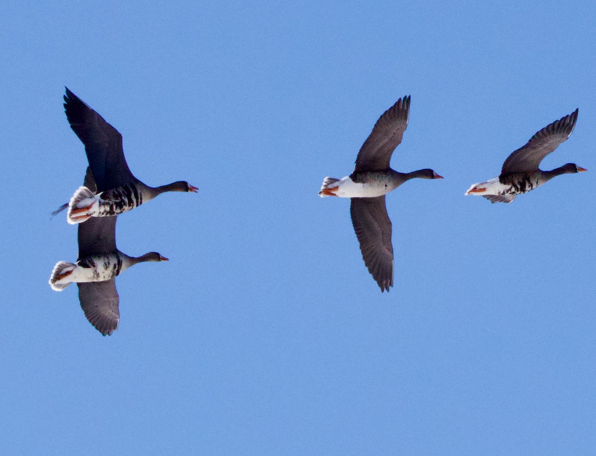 Greater White-fronted Goose - ML629193634