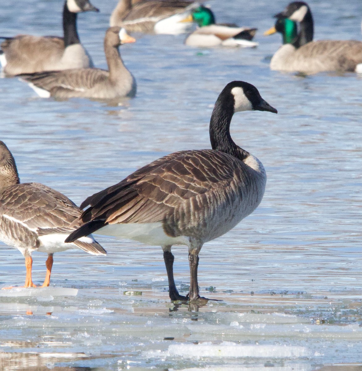 Canada Goose - ML629193655