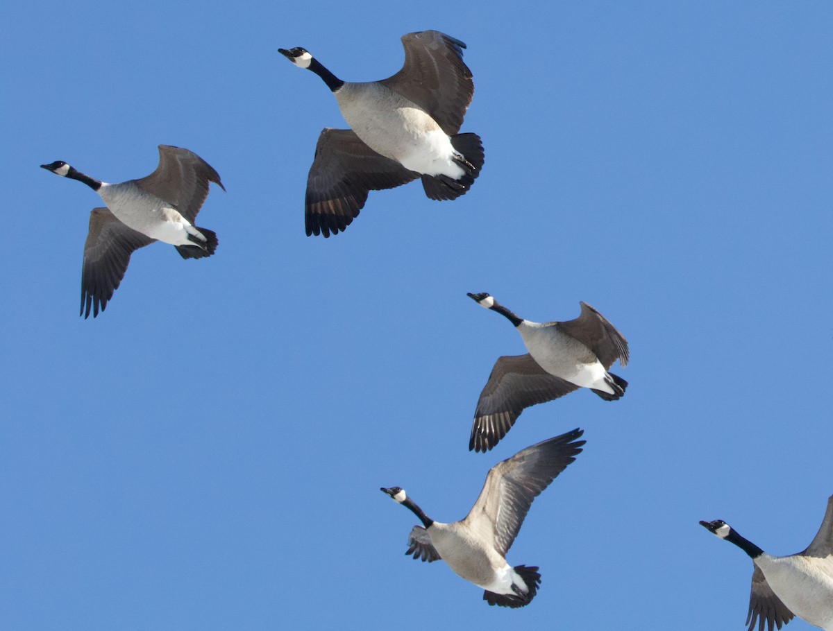 Canada Goose - ML629193656