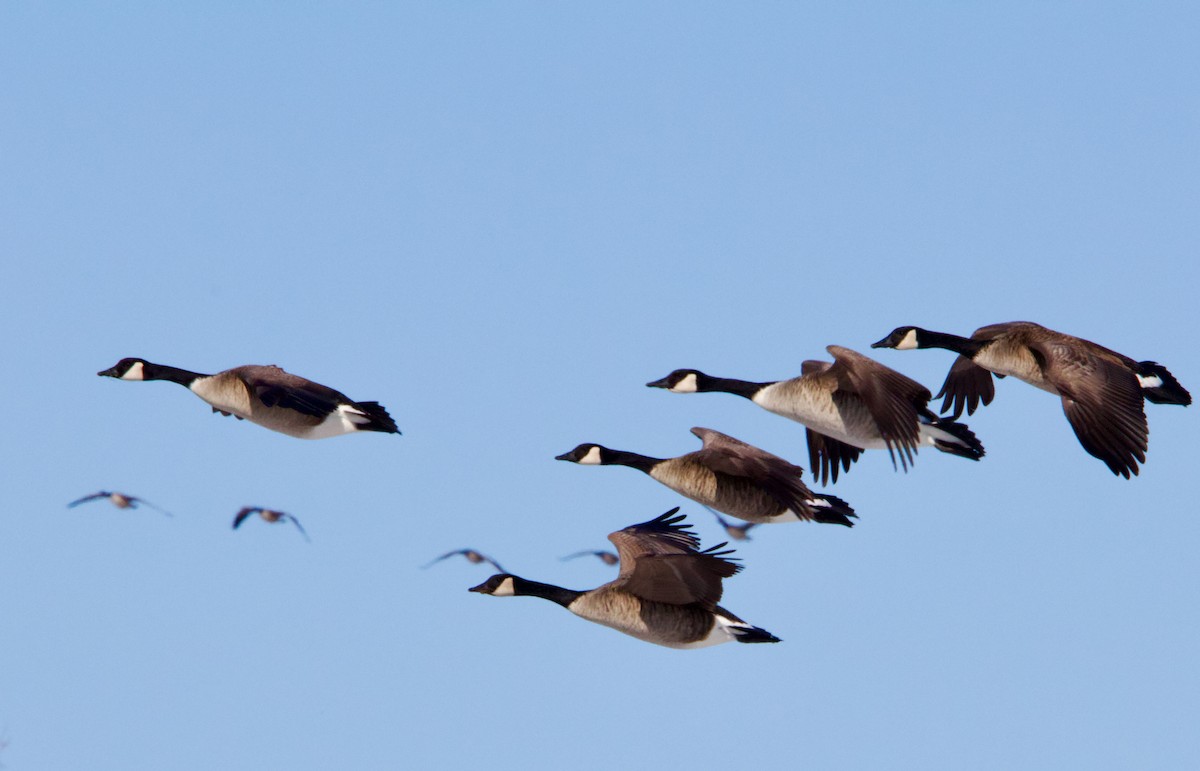Canada Goose - ML629193657