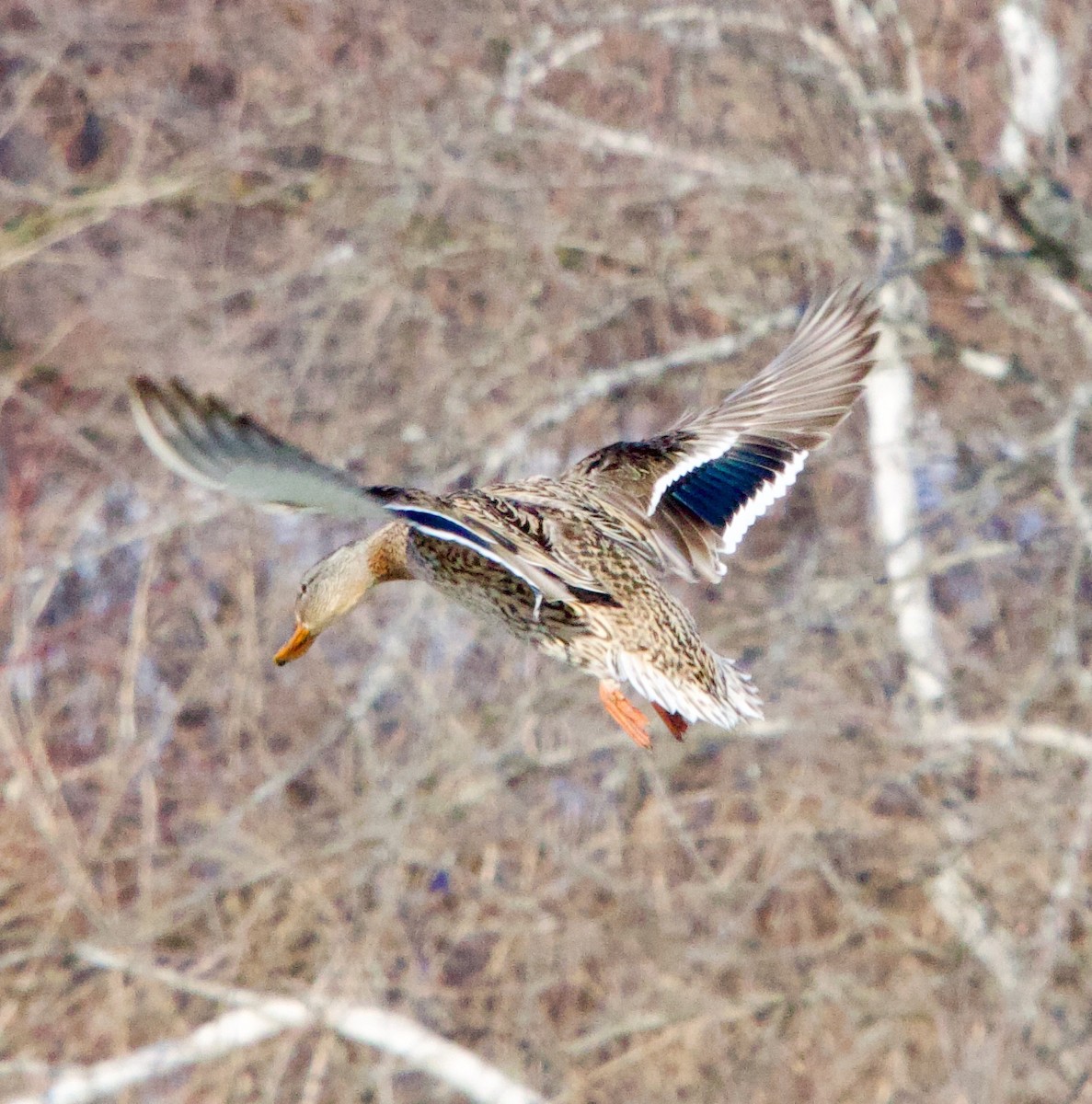 Mallard - ML629193668