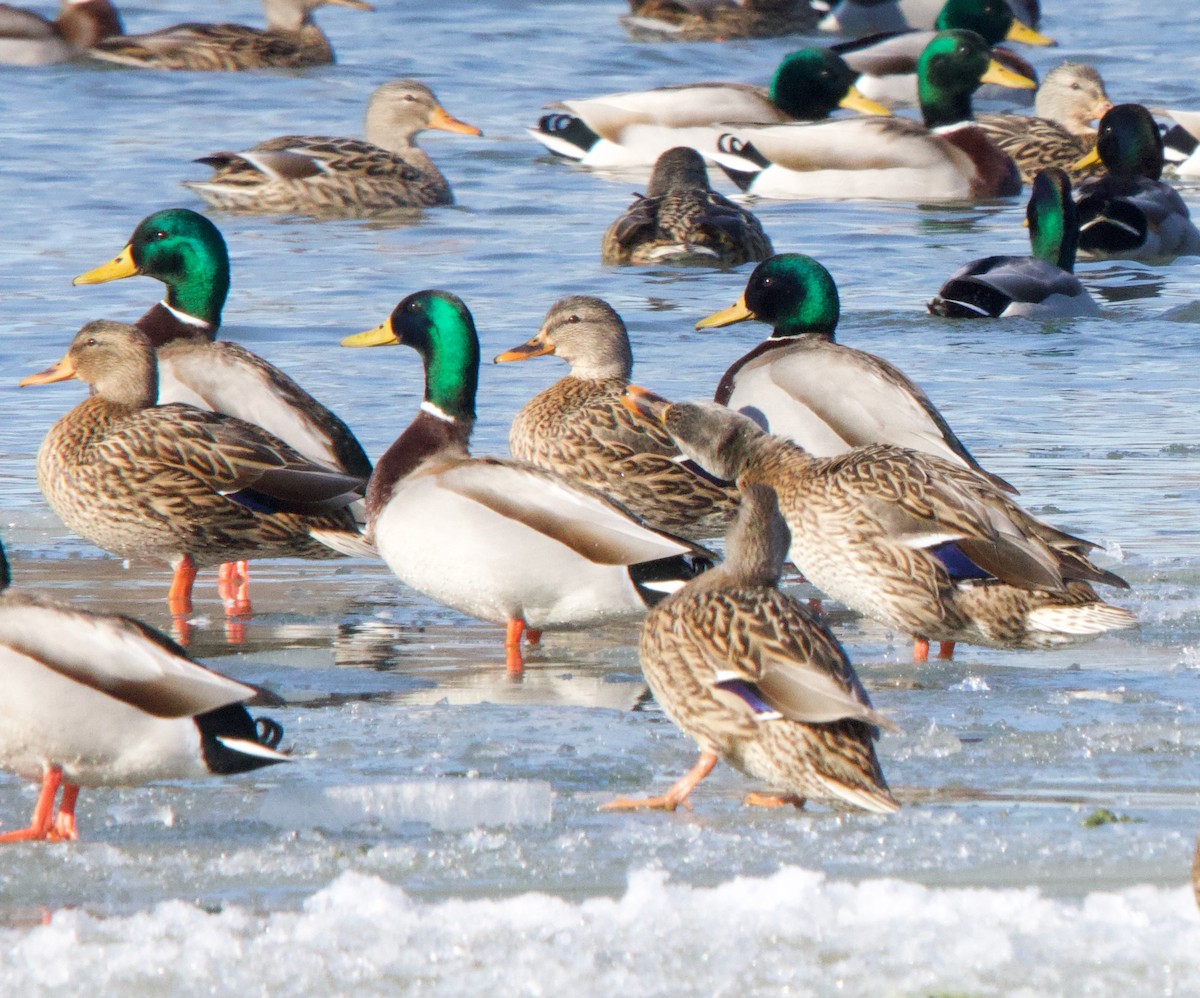 Mallard - ML629193673