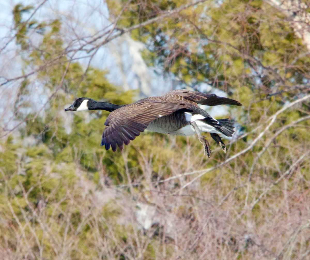 Canada Goose - ML629193680