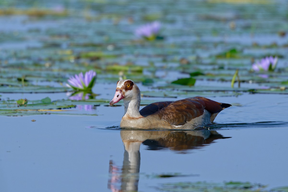 Nilgans - ML629193715